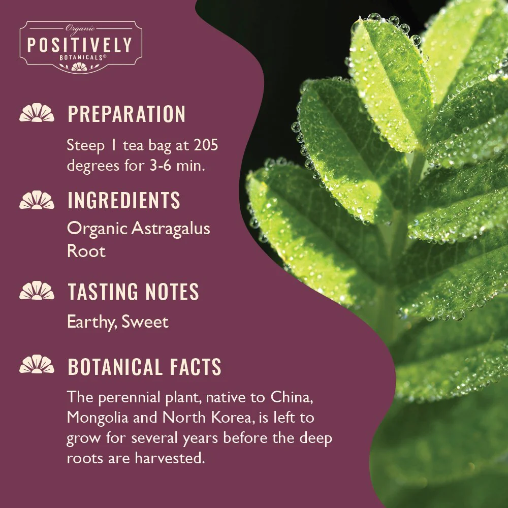 Organic Astragalus Root - Botanical Tea Bags - Image 3