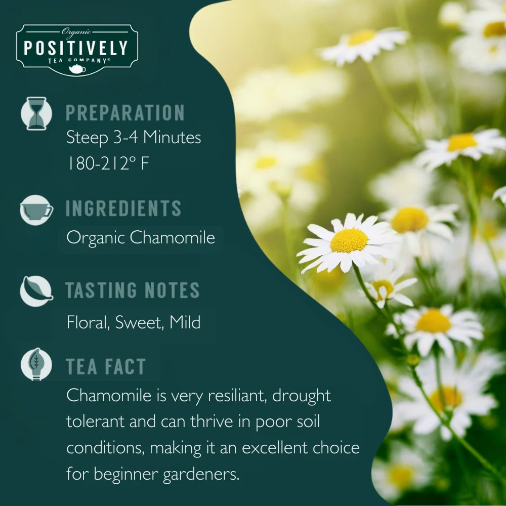 Organic Chamomile - Loose Leaf Tisane - Image 6