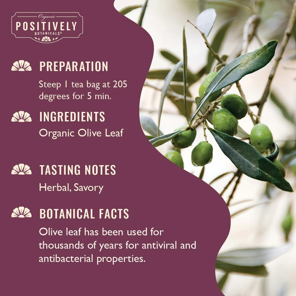 Organic Olive Leaf - Botanical Tea Bags - Image 3